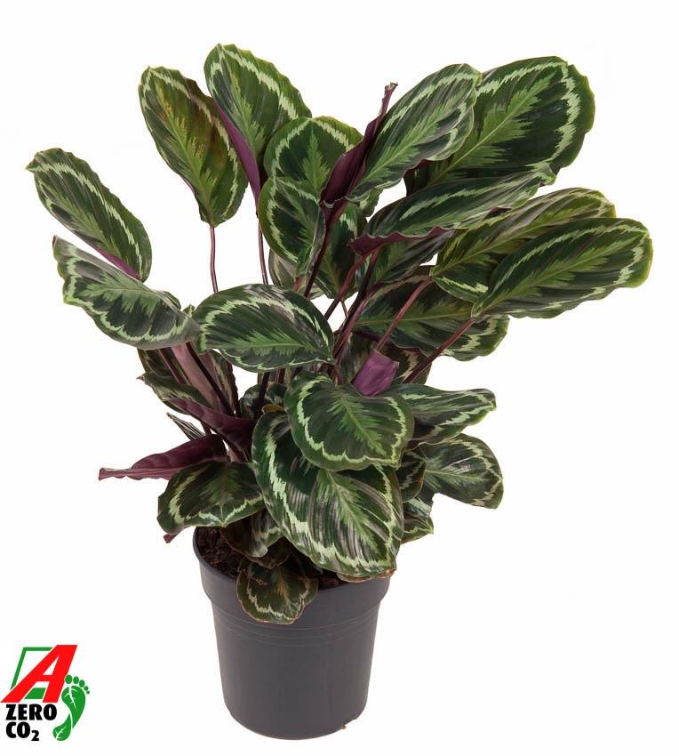 Calathea Medallion – Ø 24 cm, 80 cm hoch