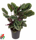 Calathea Medallion – Ø 24 cm, 80 cm hoch