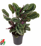 Calathea Medallion – Ø 24 cm, 80 cm hoch