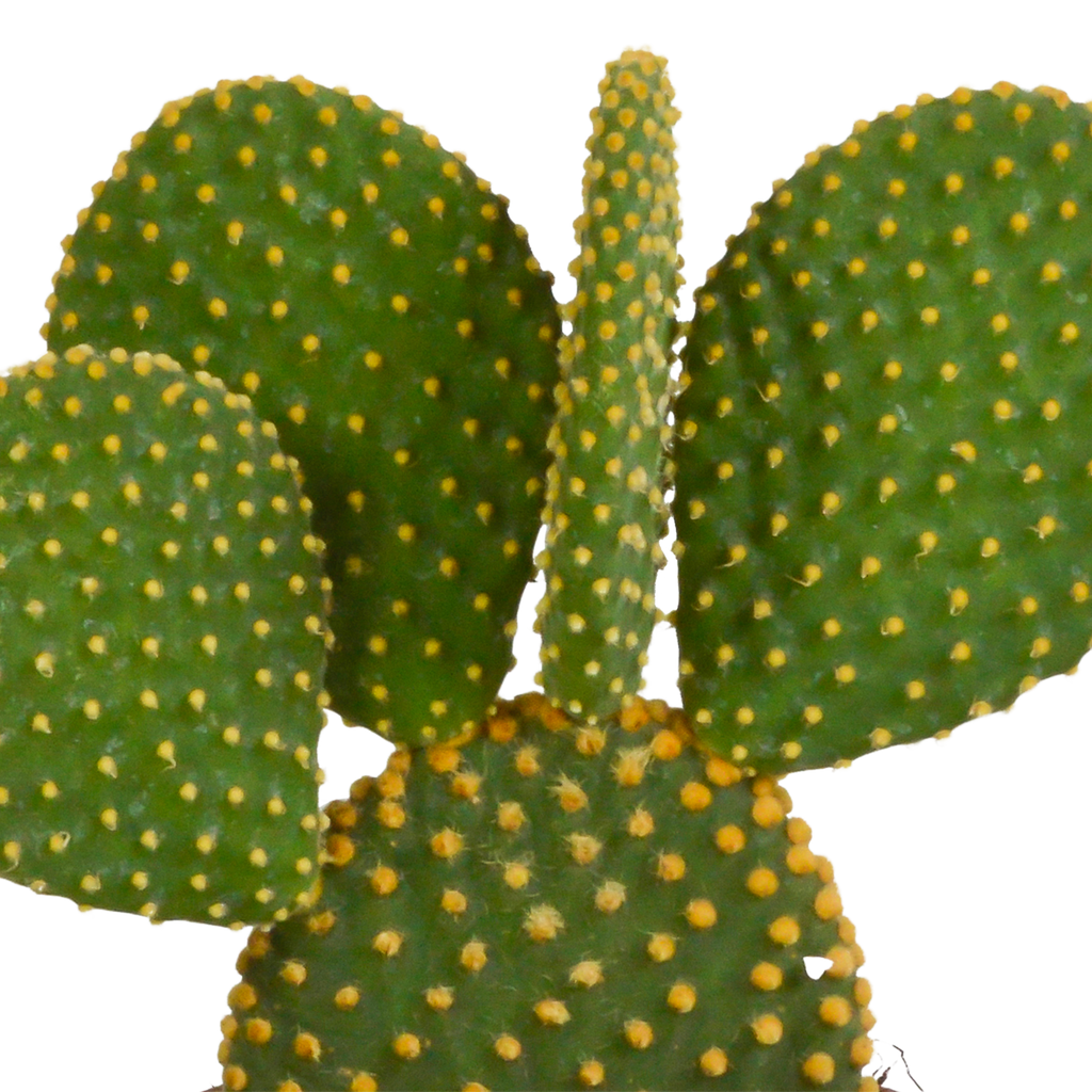 Opuntia microdasys (schijfcactus) zonder sierpot – Ø12 cm, 12 cm hoog – foto 3
