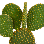 Opuntia microdasys (schijfcactus) zonder sierpot – Ø12 cm, 12 cm hoog