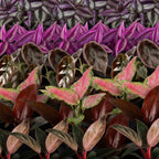 6× jeunes plants Paradise Mix – Ø6 cm, 10–15 cm de haut