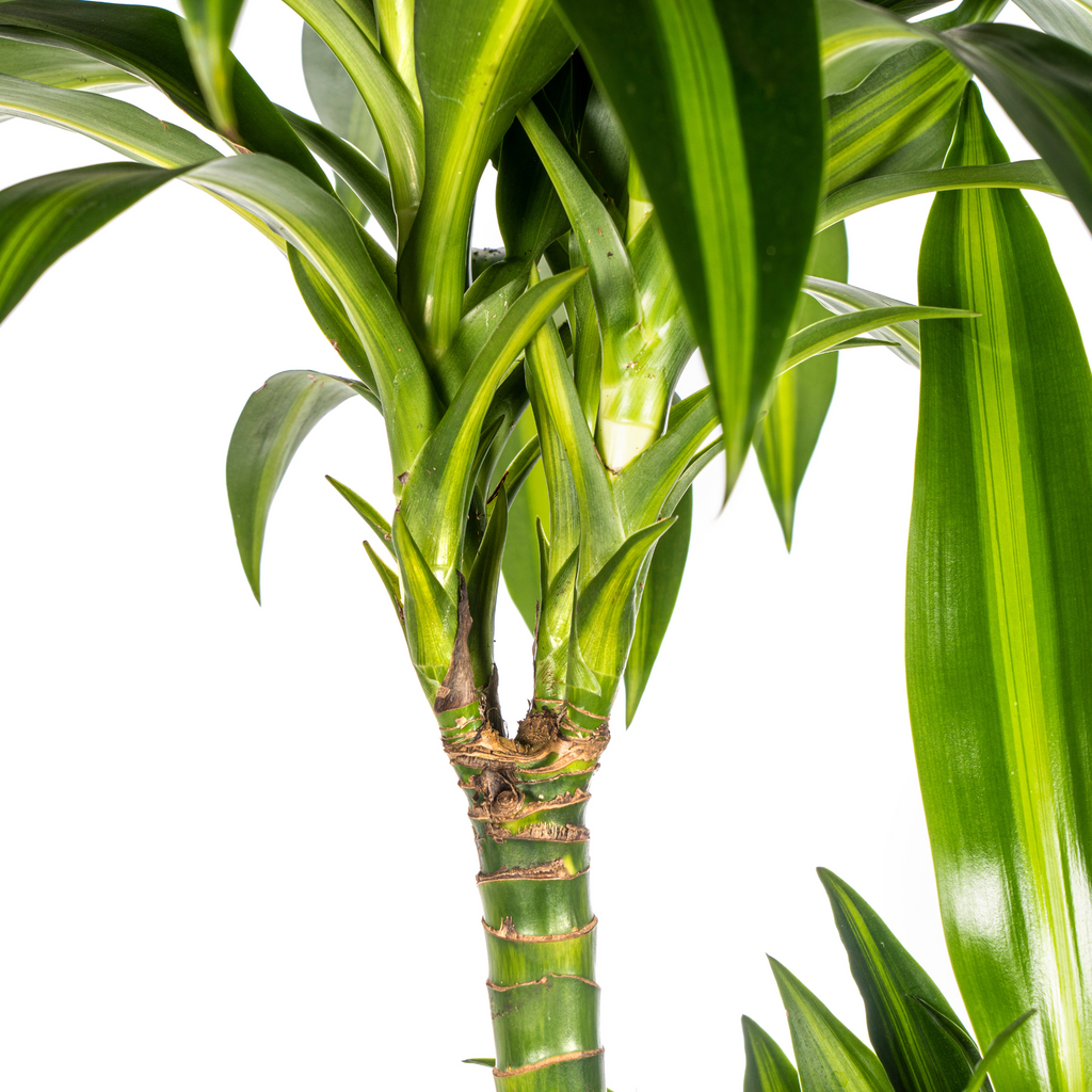 Dracaena Deremensis Hawaiian Sunshine (Drachenbaum) – Ø 24 cm, 130–150 cm hoch