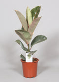 Ficus elastica Tineke (rubberplant) – Ø17 cm, 60 cm hoog