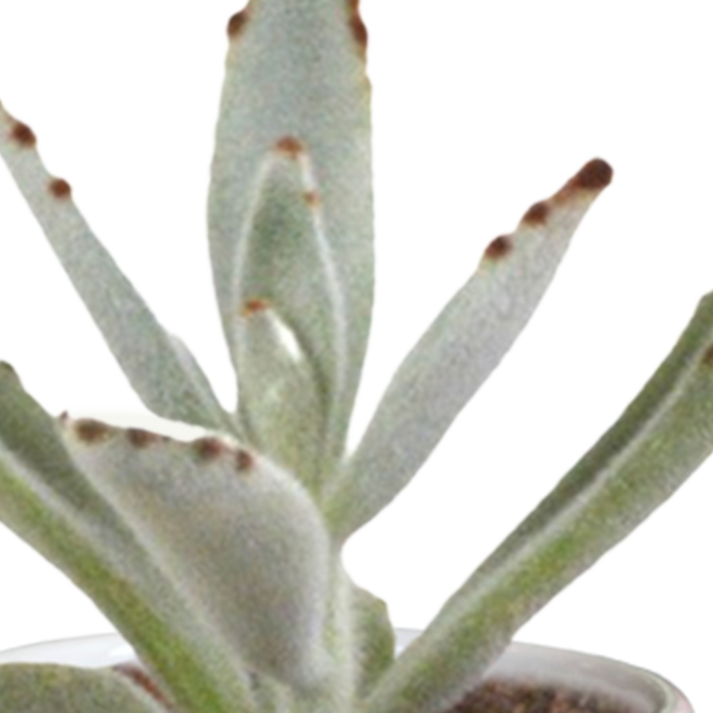 15× Cactus en vetplanten mix (Cactaceae) in witte pot – Ø7 cm, 13 cm hoog – foto 24