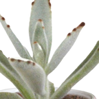 15× Cactus en vetplanten mix (Cactaceae) in witte pot – Ø7 cm, 13 cm hoog