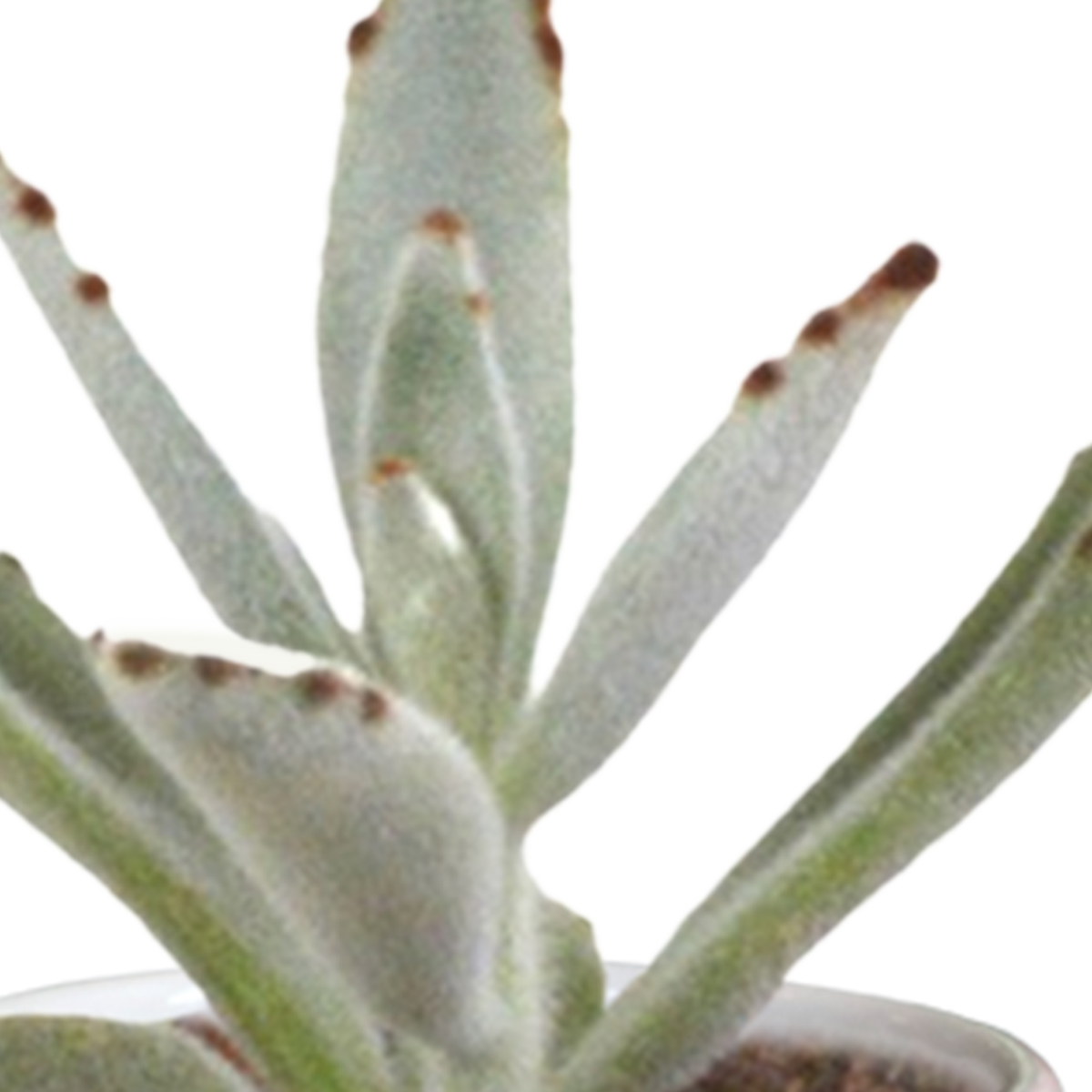 15× Cactus en vetplanten mix (Cactaceae) in witte pot – Ø7 cm, 13 cm hoog – foto 24