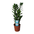 Zamioculcas zamiifolia (zz-plant) – Ø14 cm, 55 cm hoog