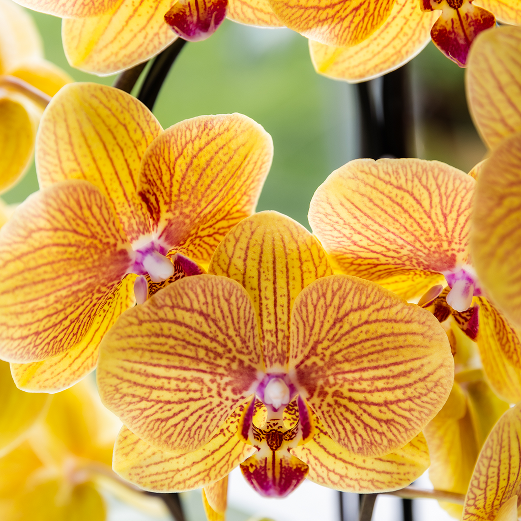Phalaenopsis 'Sunny Bunny Niagara Falls' orange (orchidée) dans pot décoratif Horizon jaune – Ø12 cm, 52 cm de haut – photo 3