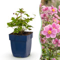 Anemone hup. 'Splendens' (Herbstanemone) – dunkelrosa – 12 Pflanzen, Ø 11 cm, 15–25 cm hoch