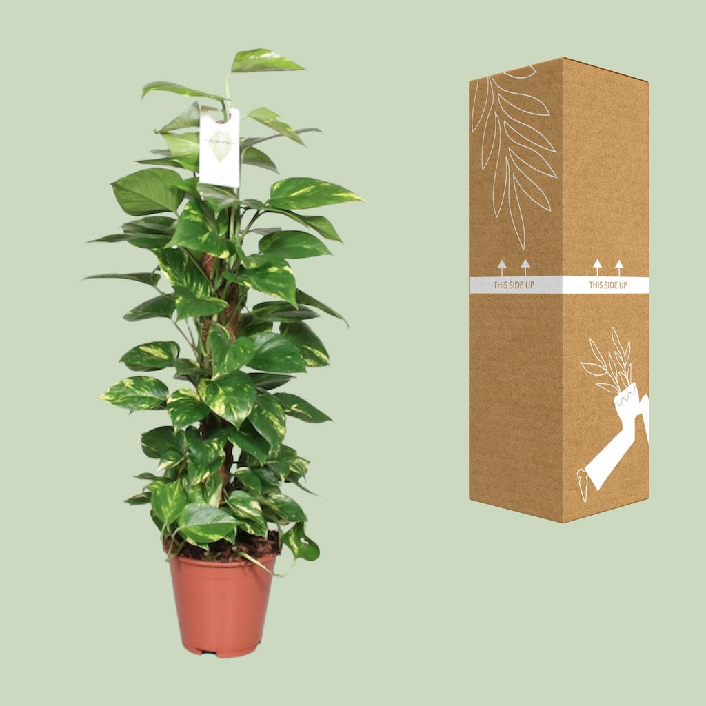 Epipremnum Pinnatum 80cm (scindapsus) – Ø19 cm, 80 cm hoog