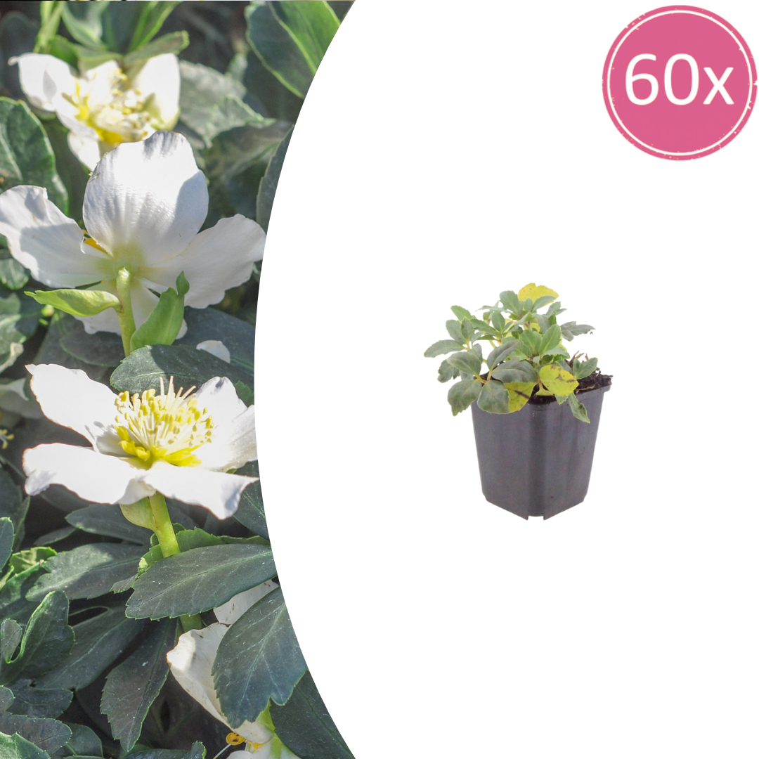 Helleborus orientalis (Christrose) – 60 Pflanzen, Ø 9 cm, 10–25 cm hoch