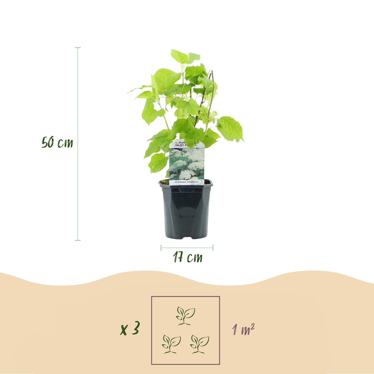 Hydrangea arborescens 'Annabelle' (hortensia) – wit – 3 planten, Ø17 cm, 50 cm hoog