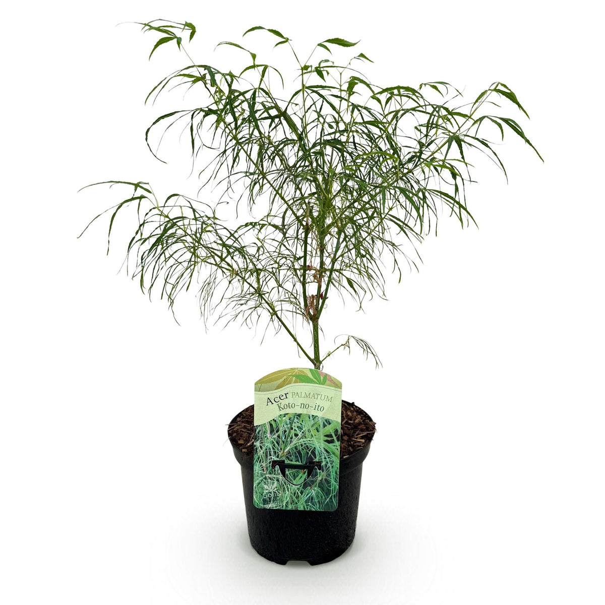 Acer palmatum 'Koto-no-ito' (Japanse esdoorn) – Ø19 cm, 70 cm hoog
