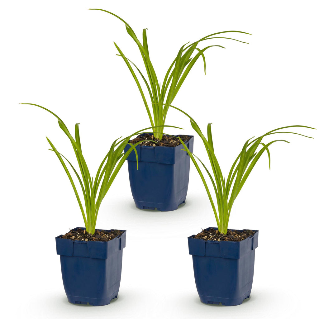 Hemerocallis 'Arctic Snow' (hémérocalle) – crème – 3 plantes, Ø11 cm, 15–25 cm de haut – photo 2