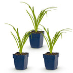 Hemerocallis 'Arctic Snow' (hémérocalle) – crème – 3 plantes, Ø11 cm, 15–25 cm de haut