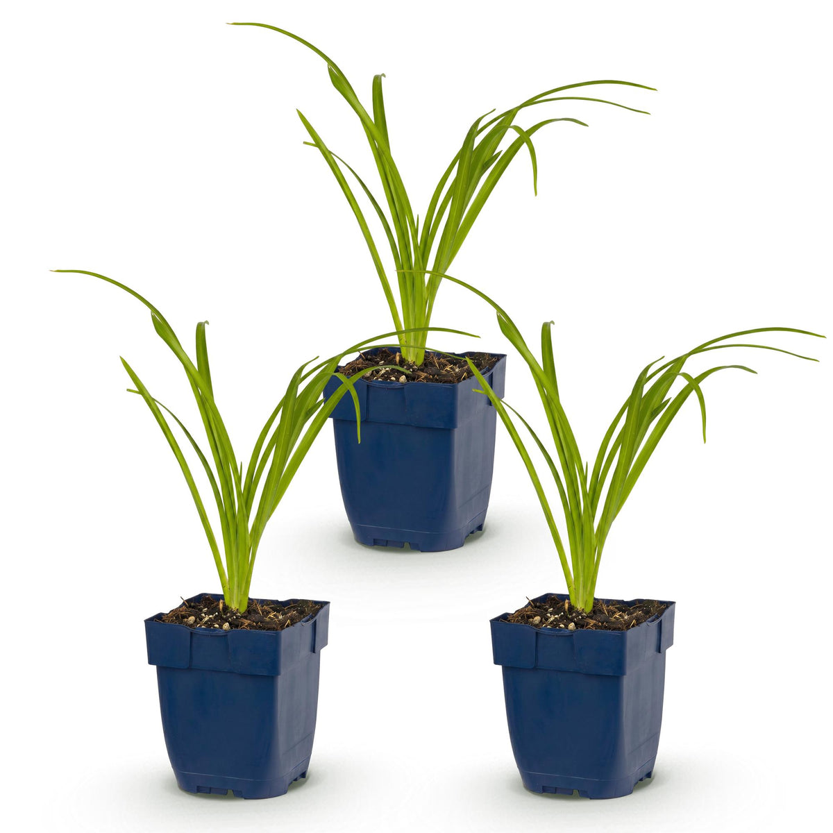 Hemerocallis 'Arctic Snow' (Taglilie) – Creme – 3 Pflanzen, Ø 11 cm, 15–25 cm hoch