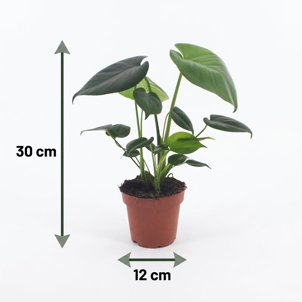 4× Monstera deliciosa (Fensterblatt) – Ø12 cm, 30 cm hoch