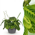 Maranta Fascinator Lemon Lime (prayer plant) in grey Potter decorative pot – Ø12 cm, 25 cm high