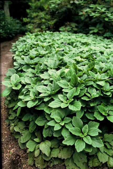 Pachysandra terminalis (Japanese spurge) – 12 plants, Ø9 cm, 10–25 cm high
