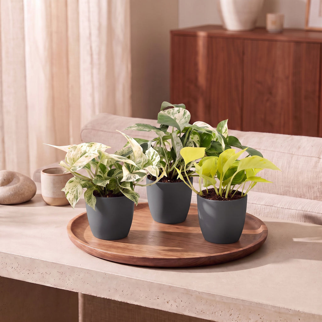 3× Epipremnum Tricolour (scindapsus) i grå potte – Ø6 cm, 20–25 cm høj