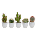 Kaktusmix (Cactaceae) i hvid potte – Ø6 cm, 40 cm høj