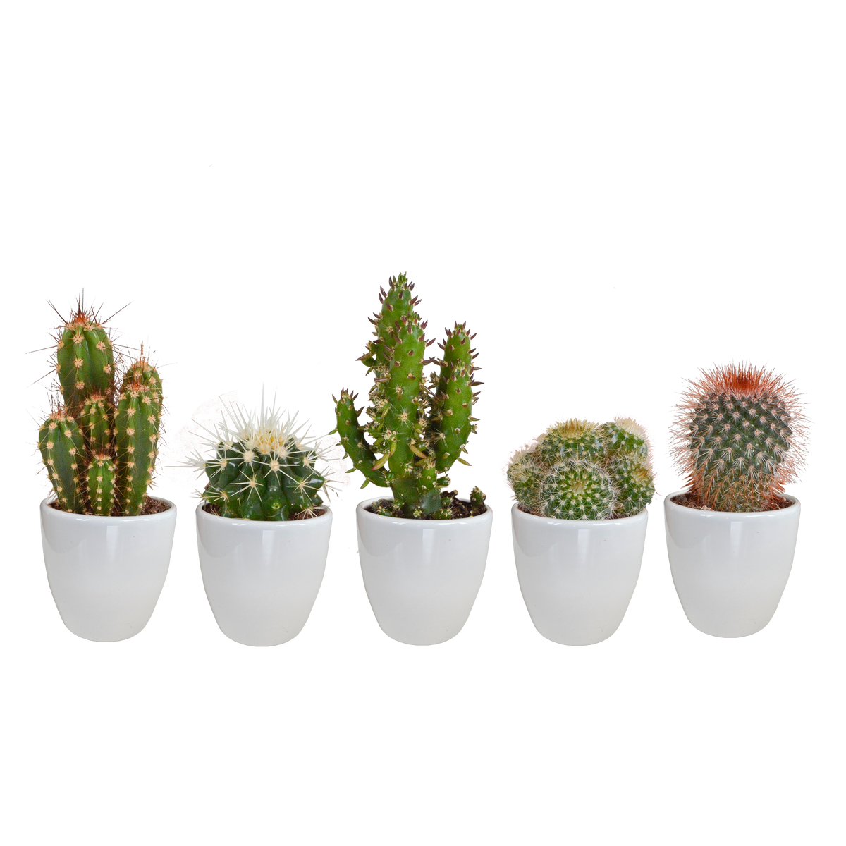 Kaktusmix (Cactaceae) i hvid potte – Ø6 cm, 40 cm høj