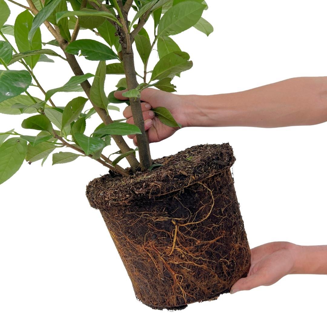 Kirschlorbeer (Prunus laurocerasus) – Ø35 cm, 125–150 cm hoch – Bild 4