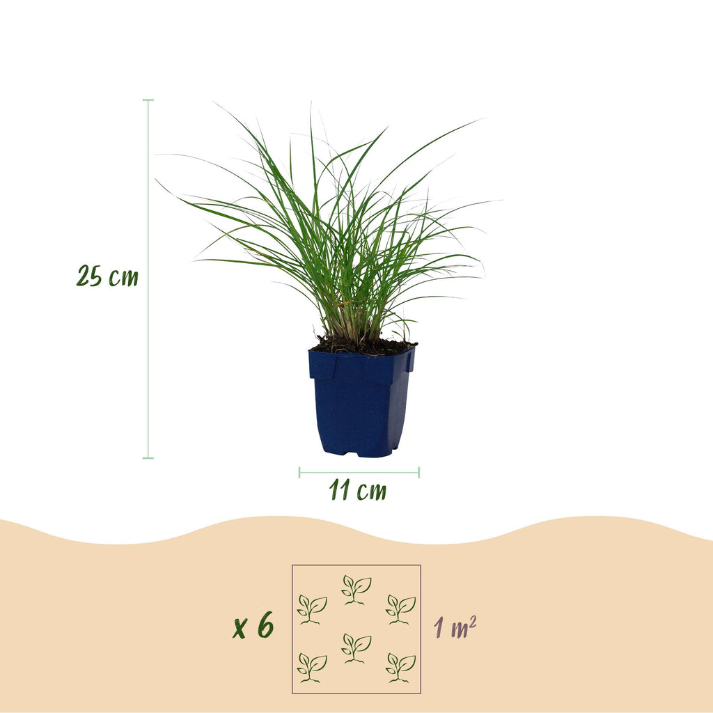 Miscanthus sinensis 'Red Chief' (miscanthus) – Ø11 cm, 15–25 cm de haut – photo 2