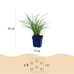 Miscanthus sinensis 'Red Chief' (miscanthus) – Ø11 cm, 15–25 cm de haut