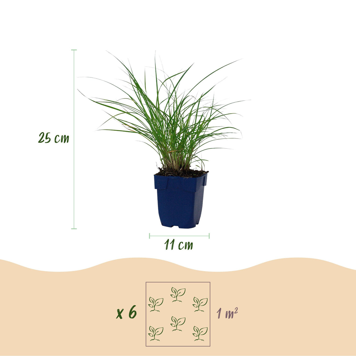 Miscanthus sinensis 'Red Chief' (miscanthus) – Ø11 cm, 15–25 cm de haut – photo 2