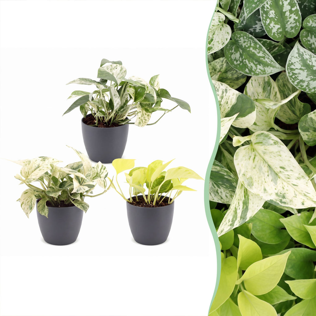 3× Epipremnum Tricolour (scindapsus) i grå potte – Ø6 cm, 20–25 cm høj