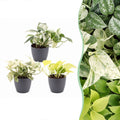 3× Epipremnum Tricolour (scindapsus) i grå potte – Ø6 cm, 20–25 cm høj