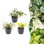 3× Epipremnum Tricolour (scindapsus) i grå potte – Ø6 cm, 20–25 cm høj