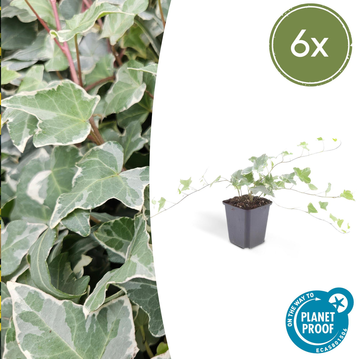 Hedera helix 'Glacier' (klimop) – 6 planten, Ø9 cm, 10–25 cm hoog