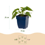 Rudbeckia fulgida 'Goldsturm' (Black-eyed Susan) – yellow – 12 plants, Ø11 cm, 15–25 cm tall
