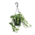 Epipremnum (Scindapsus) – Ø 15 cm, 35 cm hoch