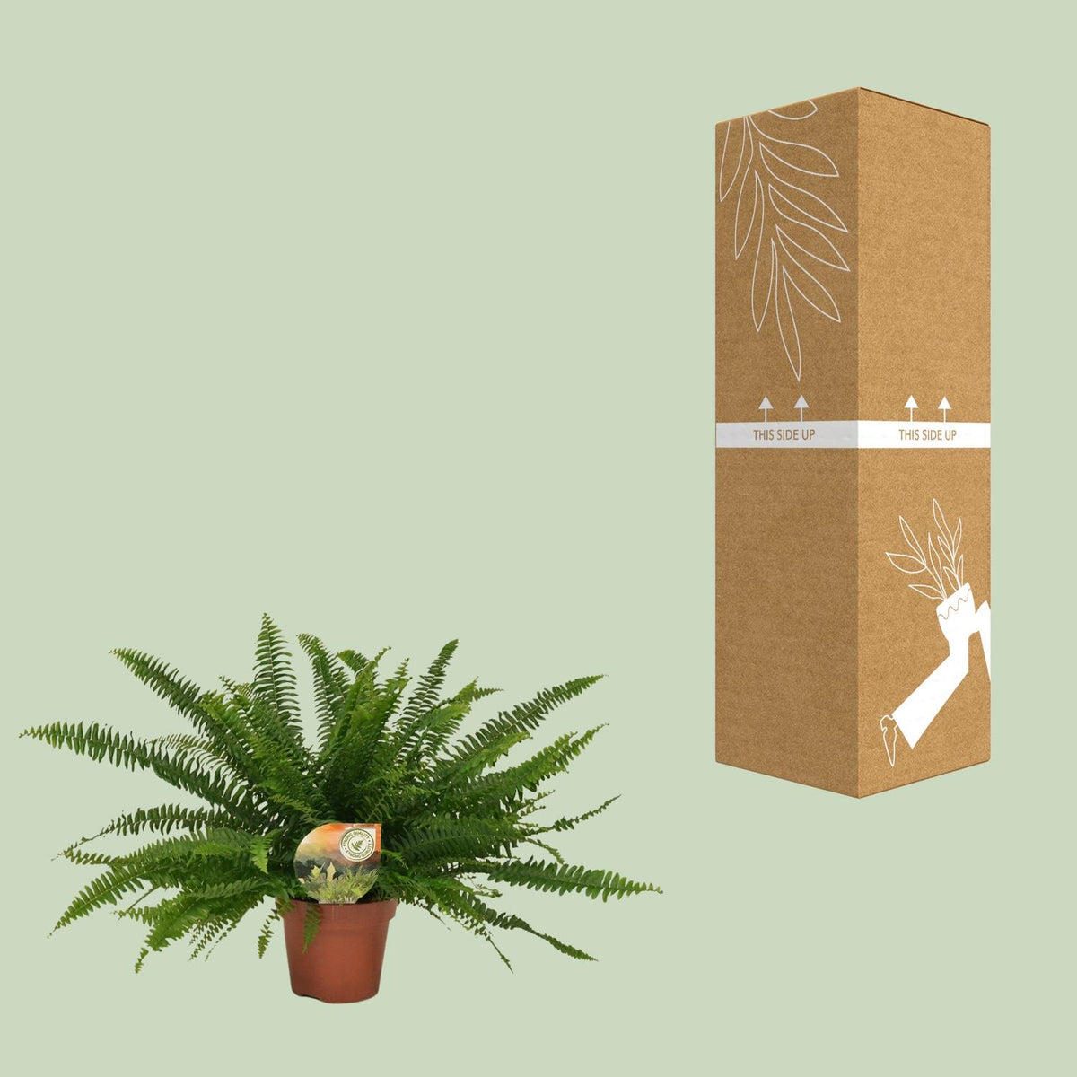 Nephrolepis Green Lady (sword fern) – Ø17 cm, 40 cm high – photo 8