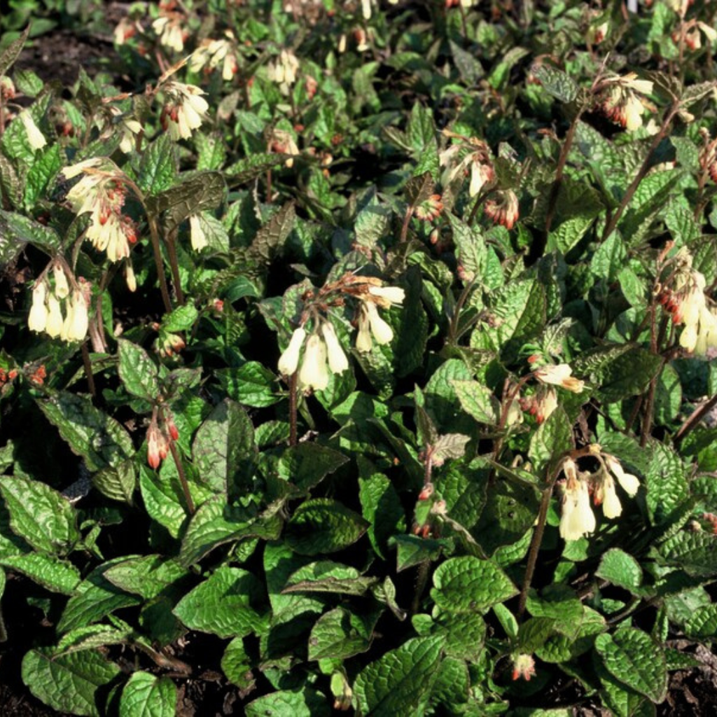 Symphytum grandiflorum (grande consoude) – 12 plantes, Ø9 cm, 10–25 cm de haut – photo 7