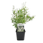 Hecken Dedia Gracilis – weiß – Ø 17 cm, 45 cm hoch