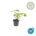 Geranium macrorrhizum 'Czakor' (cranesbill) – 48 plants, Ø9 cm, 10–25 cm high