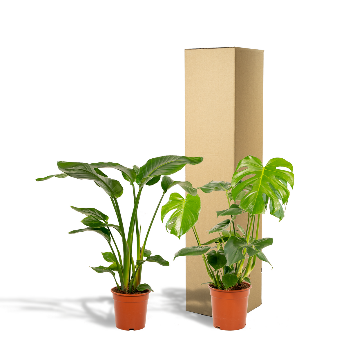 Strelitzia nicolai (Monstera) – Ø19 cm, 85 cm høj