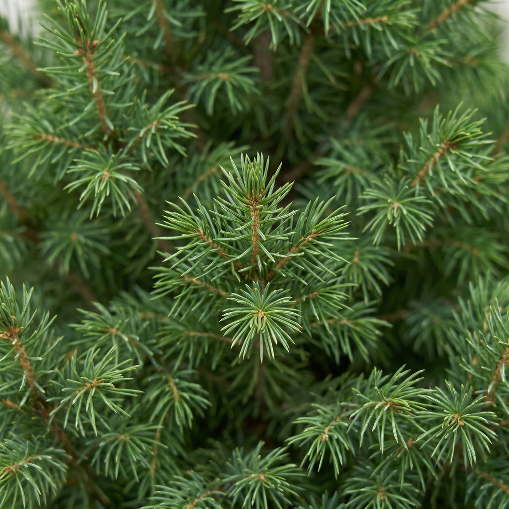 2× Picea glauca Conica (kerstboompje) – Ø23 cm, 80 cm hoog
