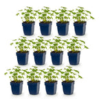 Geranium macrorrhizum 'Ingwersen’s Variety' (Riesen-Storkenblume) – hellrosa – 12 Pflanzen, Ø11 cm, 15–25 cm hoch