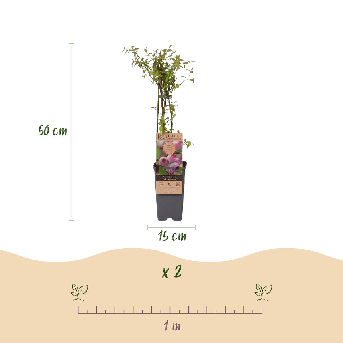 Vaccinium corymbosum 'Pink Lemonade' (Rosa Heidelbeere) – 2 Pflanzen, Ø 15 cm, 50 cm hoch – Bild 3