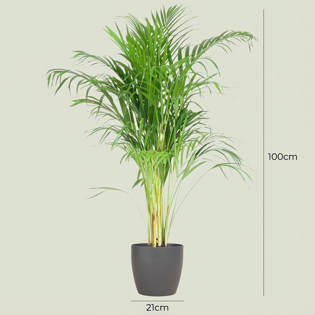 Dypsis (guldfeniks) i grå pyntekrukke – Ø21 cm, 100 cm høj