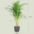 Dypsis (guldfeniks) i grå pyntekrukke – Ø21 cm, 100 cm høj