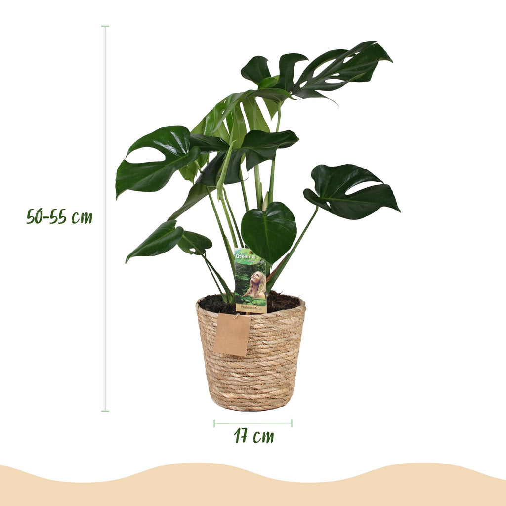 Monstera deliciosa (Fensterblatt) mit Korb – Ø 17 cm, 50–55 cm hoch