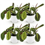 4× Maranta Fascinator Tricolour (bedplant) i Potter-pyntepotte hvid – Ø12 cm, 25 cm høj