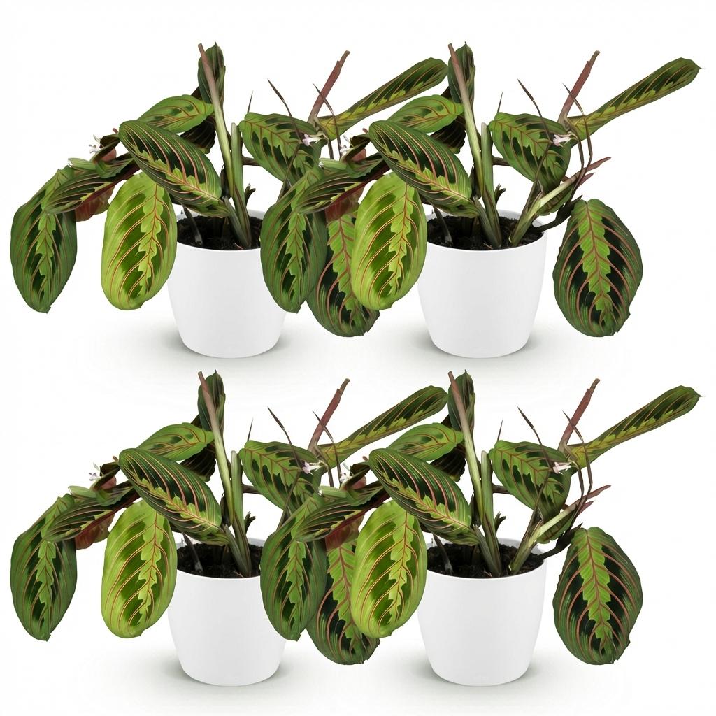 4× Maranta Fascinator Tricolour (bedplant) i Potter-pyntepotte hvid – Ø12 cm, 25 cm høj